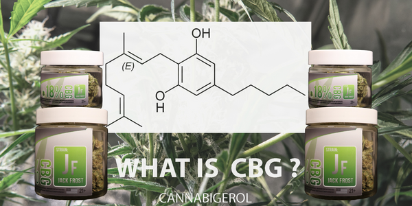 CBG The Mother Cannabinoid