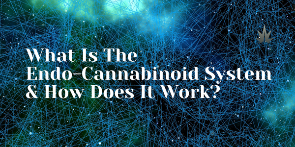 Learn How Your Endo-Cannabinoid System Works
