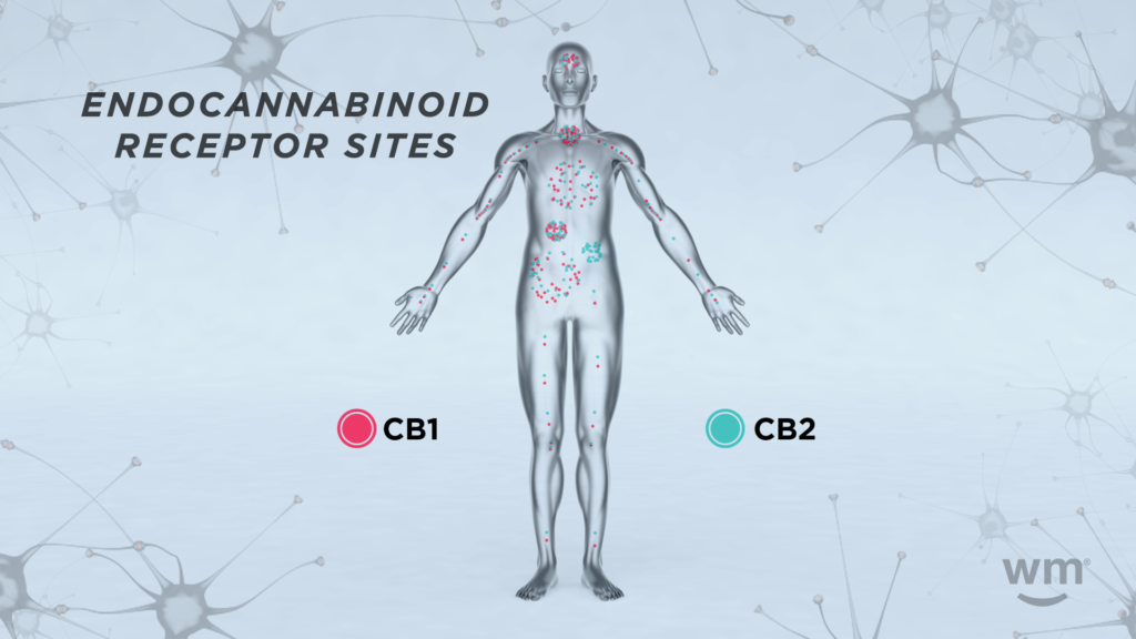 What Are Cannabinoid Receptors?